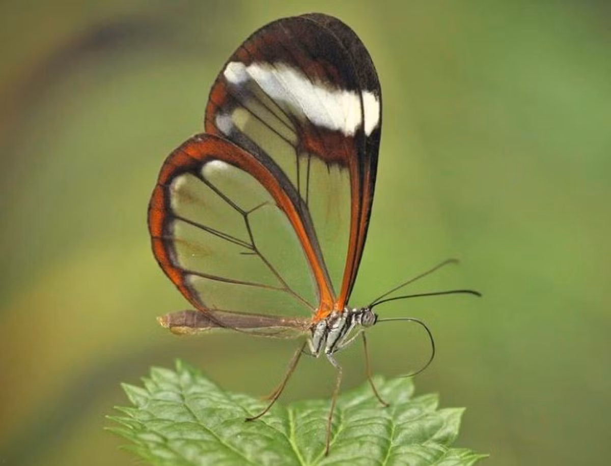 Bướm cánh thủy tinh có cái tên độc đáo như vậy là vì sở hữu đôi cánh trong suốt tuyệt đẹp. Trong tiếng Tây Ban Nha, chúng được gọi “espejitos” (có nghĩa là những tấm gương nhỏ).