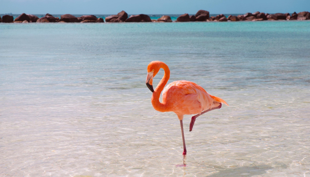 Chim hồng hạc được nhiều người yêu thích vì sở hữu bộ lông màu hồng đỏ. Theo các chuyên gia, màu lông hồng của hồng hạc là do chế độ ăn uống giàu chất carotenoid có trong tảo và động vật giáp xác. Màu sắc lông của chúng thay đổi từ hồng nhạt đến đỏ thẫm tùy theo chế độ ăn uống. Nhờ đặc điểm này, chim hồng hạc trở nên nổi bật trong môi trường tự nhiên.