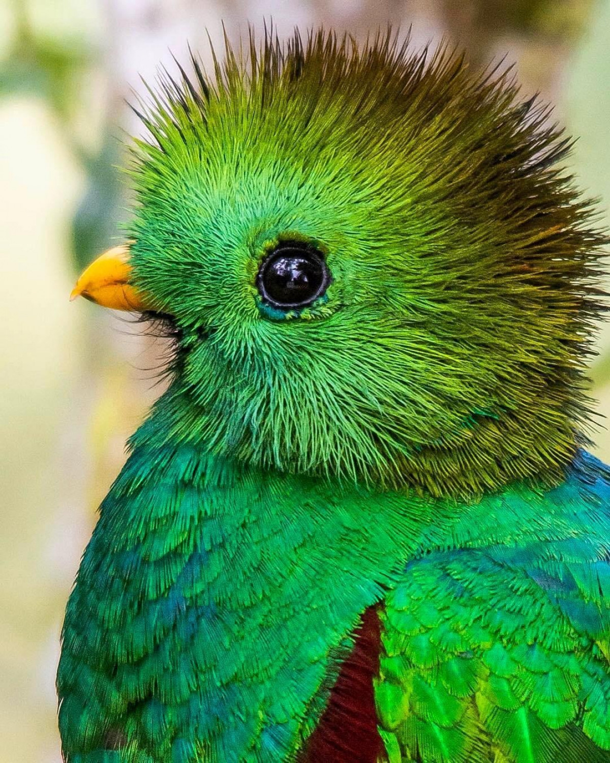 Nuốc nữ hoàng (hay còn gọi chim đuôi seo) là loài chim tuyệt đẹp chỉ sinh sống ở Nam Mỹ.