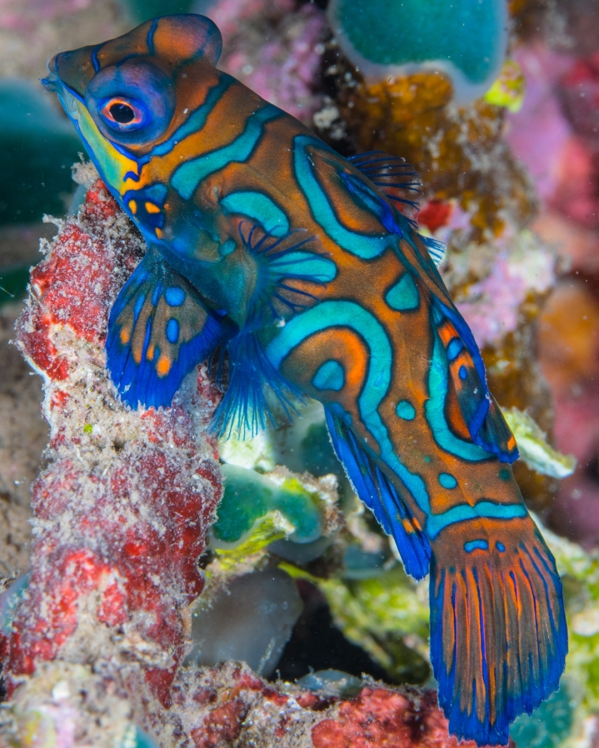 Cá trạng nguyên là một trong những loài động vật đẹp nhất thế giới. Chúng phân bố chủ yếu ở Thái Bình Dương gần Australia, Philippines và Đài Loan (Trung Quốc). Vẻ ngoài rực rỡ, bắt mắt của cá trạng nguyên khiến nhiều người thích thú.