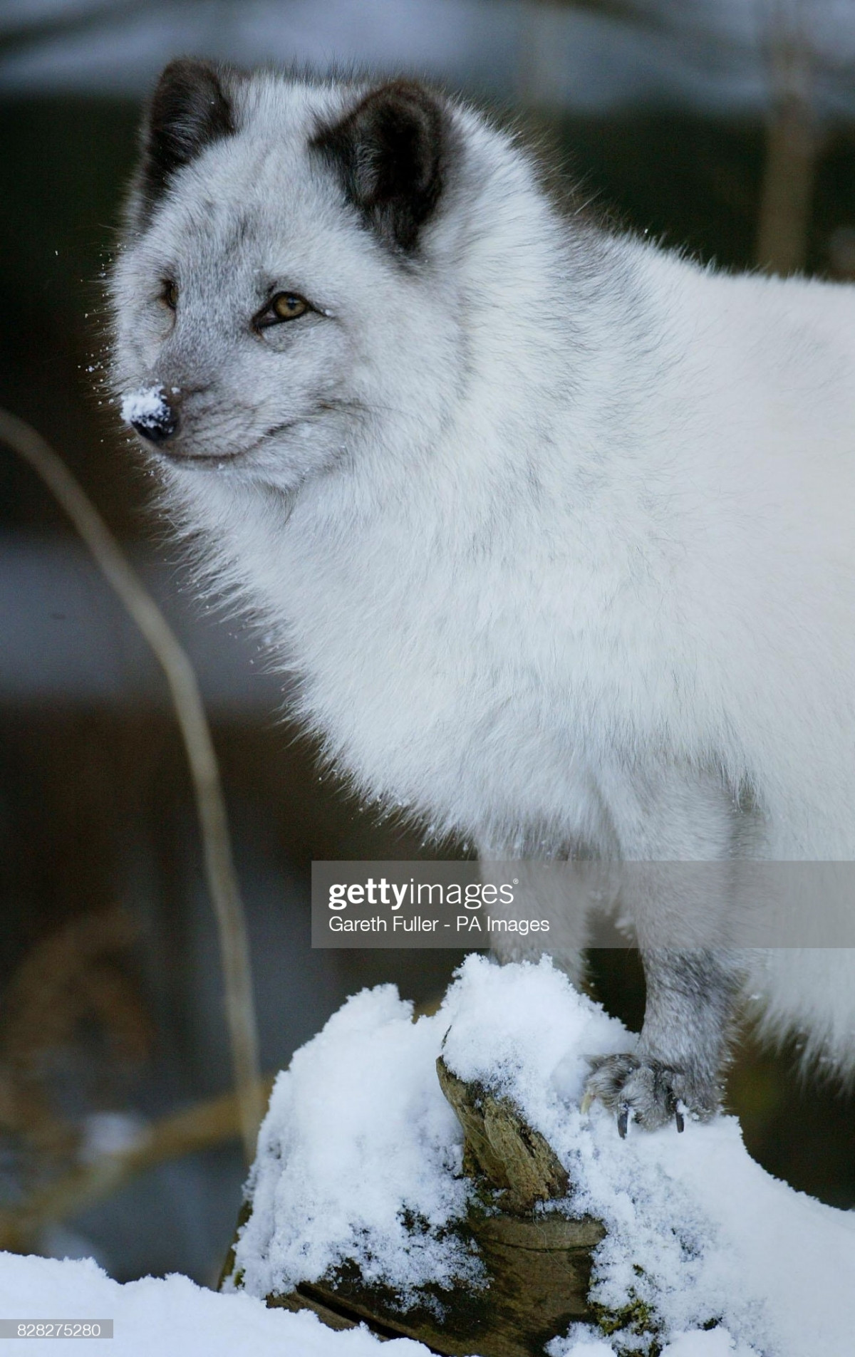 Cáo Bắc cực có bộ lông dày, ấm và có màu lông trắng chủ đạo. Nhờ vậy, loài động vật này có thể ngụy trang tài tình trong tuyết để săn mồi.