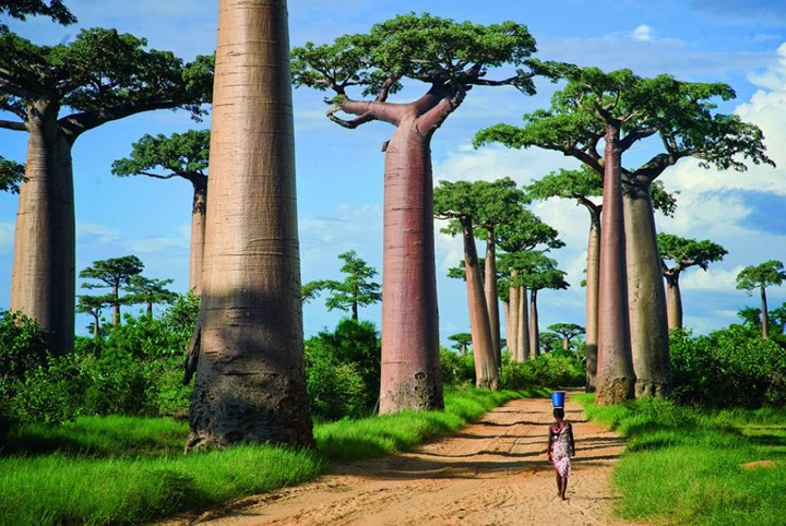 Rừng cây Baobab ở Madagascar khiến du khách ngỡ như lạc bước vào chốn bồng lai tiên cảnh - nơi những người khổng lồ sinh sống.