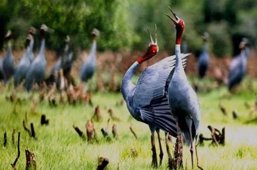 TS Trần Triết (thành viên Hội sếu quốc tế) đã liên lạc với tỉnh Đồng Tháp để đưa cặp sếu đầu đỏ về Vườn quốc gia Tràm Chim - nơi được xem là có điều kiện tự nhiên thích hợp để nuôi dưỡng. Theo dự kiến, vào tháng 11 tới, 2 con sếu đầu đỏ sẽ được đưa từ Lào về Việt Nam với mục đích bảo tồn, nhân nuôi và phát triển. Ảnh: tramchim.net.vn.