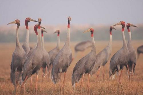 Vườn quốc gia Tràm Chim rộng 7.500 ha, là khu đất ngập nước, được công nhận là khu Ramsar (khu bảo tồn ngập nước) thứ 2.000 của thế giới và thứ 4 của Việt Nam. Ảnh: tramchim.net.vn.