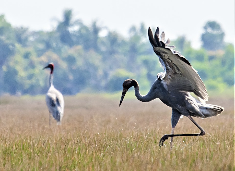 Thức ăn chủ yếu của sếu đầu đỏ khi phân bố ở Việt Nam gồm: củ năng kim, ốc, cua, cá, chuột. Ảnh: An ninh thủ đô.