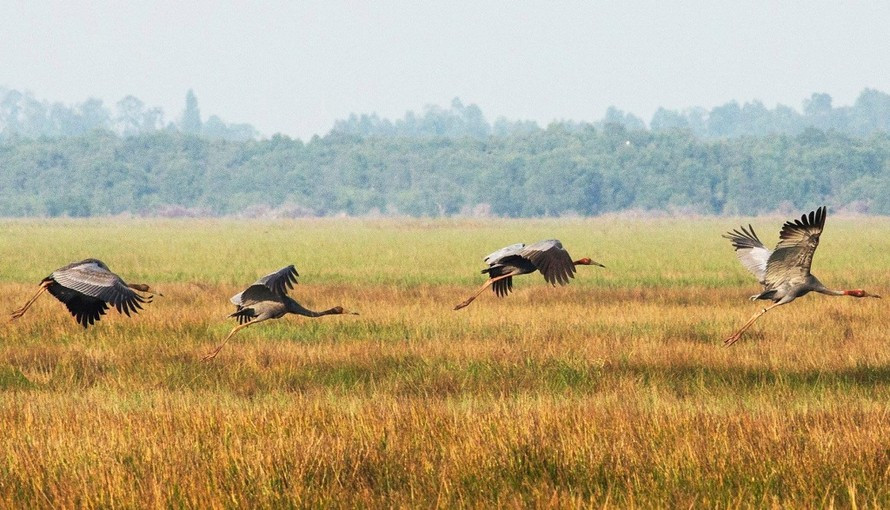 Cá thể sếu đầu đỏ trưởng thành cao khoảng 1,5 - 1,8m, sải cánh 2,2 - 2,5m và nặng khoảng 8 - 10 kg. Ảnh: Tiền phong.