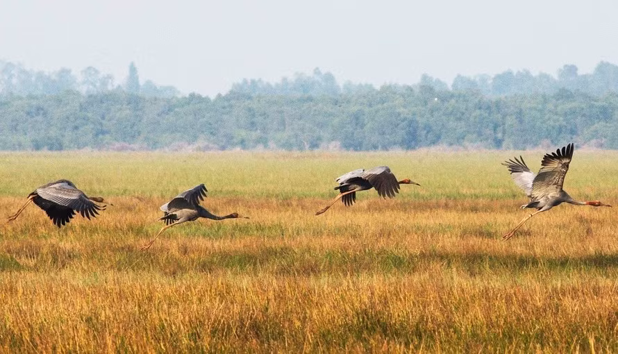 Cá thể sếu đầu đỏ trưởng thành cao khoảng 1,5 - 1,8m, sải cánh 2,2 - 2,5m và nặng khoảng 8 - 10 kg. Ảnh: Tiền phong.