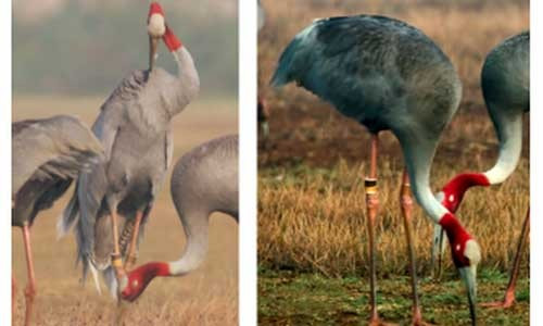 Sếu đầu đỏ có điểm nổi bật là phần đầu, cổ trụi lông, màu đỏ. Chúng có vằn trên cánh và đuôi màu xám. Mỏ và trước đỉnh đầu của sếu màu xanh sừng, chân đỏ. Ảnh: Tiền phong.