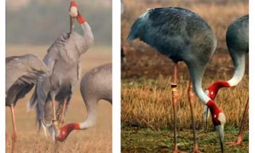 Sếu đầu đỏ có điểm nổi bật là phần đầu, cổ trụi lông, màu đỏ. Chúng có vằn trên cánh và đuôi màu xám. Mỏ và trước đỉnh đầu của sếu màu xanh sừng, chân đỏ. Ảnh: Tiền phong.