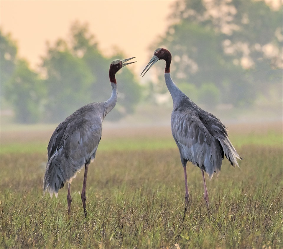 Ở các nước Đông Dương (chủ yếu Việt Nam và Campuchia), từ năm 2014 ghi nhận khoảng 850 sếu đầu đỏ. Đến năm 2014, số lượng cá thể sếu đầu đỏ giảm xuống còn 234 con. Vào năm 2020, ước tính còn 179 cá thể. Ảnh: An ninh thủ đô.