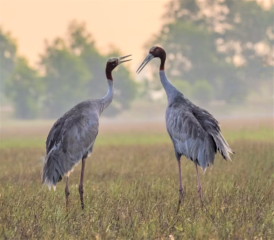 Ở các nước Đông Dương (chủ yếu Việt Nam và Campuchia), từ năm 2014 ghi nhận khoảng 850 sếu đầu đỏ. Đến năm 2014, số lượng cá thể sếu đầu đỏ giảm xuống còn 234 con. Vào năm 2020, ước tính còn 179 cá thể. Ảnh: An ninh thủ đô.
