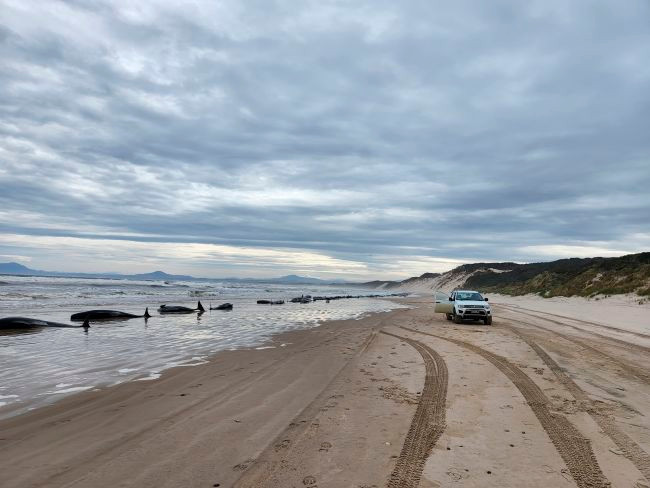 Nhóm chuyên gia cố gắng duy trì sự sống cho các con cá voi đủ khỏe để có thể quay lại biển, và kéo xác những con cá voi đã chết ra ngoài biển, nhằm tránh thu hút cá mập đến khu vực này. Đồng thời. các chuyên gia và cơ quan chức năng tiến hành điều tra vì sao nhiều cá voi hoa tiêu mắc cạn như vậy.