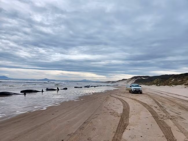 Nhóm chuyên gia cố gắng duy trì sự sống cho các con cá voi đủ khỏe để có thể quay lại biển, và kéo xác những con cá voi đã chết ra ngoài biển, nhằm tránh thu hút cá mập đến khu vực này. Đồng thời. các chuyên gia và cơ quan chức năng tiến hành điều tra vì sao nhiều cá voi hoa tiêu mắc cạn như vậy.