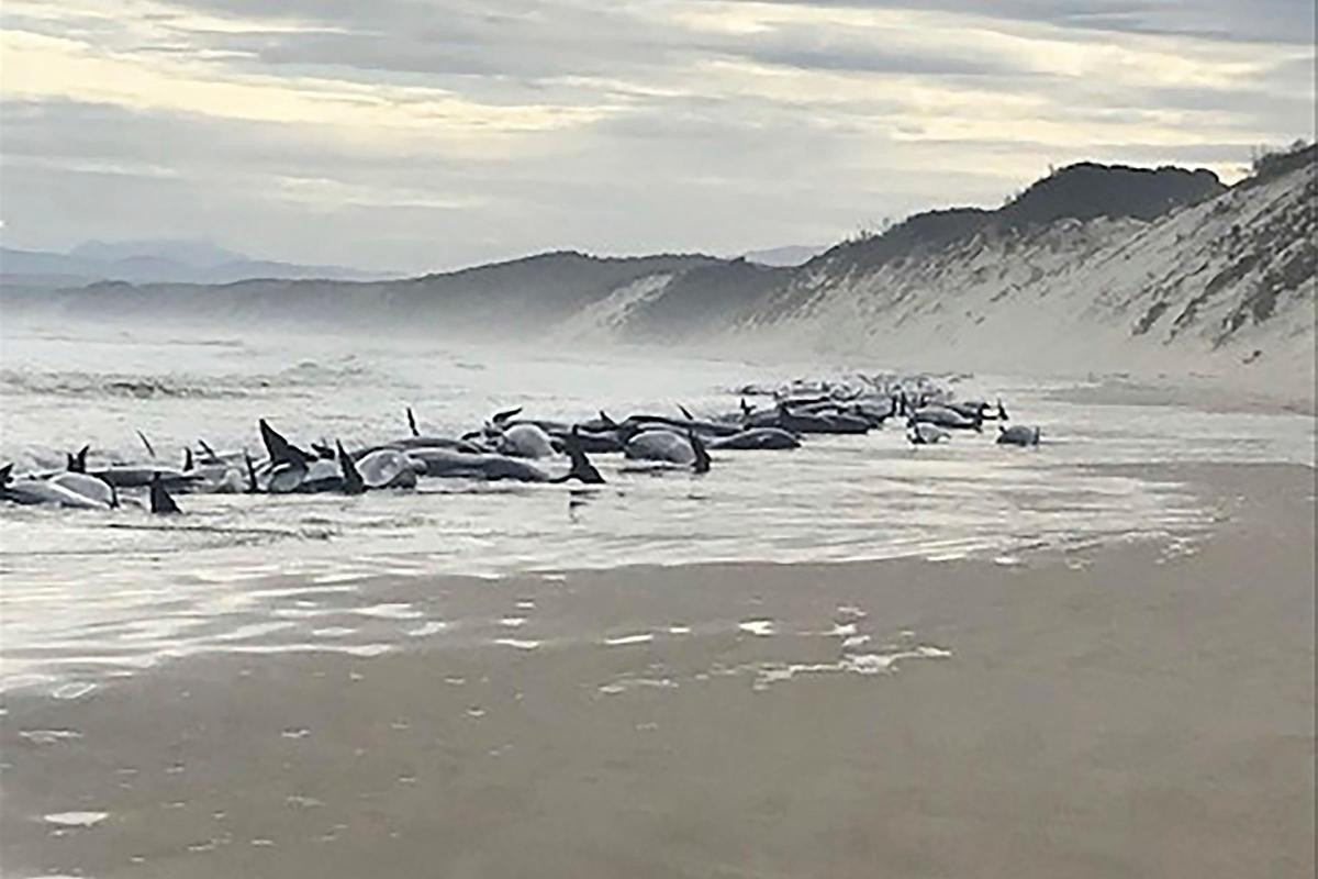 Các chuyên gia và nhân viên bảo tồn biển đã mang theo thiết bị nhanh chóng đến hiện trường để hỗ trợ số cá voi hoa tiêu còn lại.