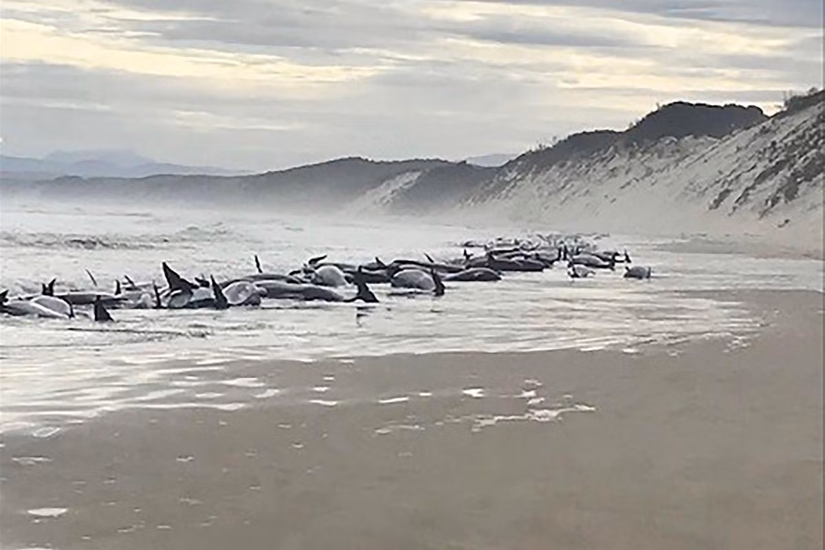 Các chuyên gia và nhân viên bảo tồn biển đã mang theo thiết bị nhanh chóng đến hiện trường để hỗ trợ số cá voi hoa tiêu còn lại.