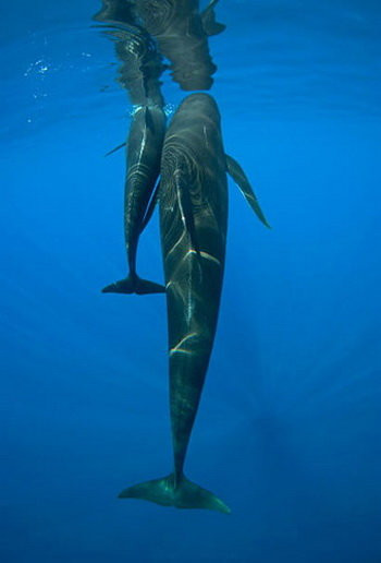 Cá voi hoa tiêu là một trong 6 loài lớn thuộc họ Delphinidae. Cá voi hoa tiêu là một chi có hai loài còn sống: cá voi hoa tiêu vây dài (Globicephala melas) và cá voi hoa tiêu vây ngắn (Globicephala macrorhynchus).