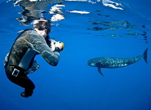 Theo nghiên cứu của các chuyên, tuổi thọ của cá thể cá voi hoa tiêu đực ngắn hơn con cái. Cá đực thường sống được 45 năm trong khi tuổi thọ của cá voi hoa tiêu cái là 60 tuổi.