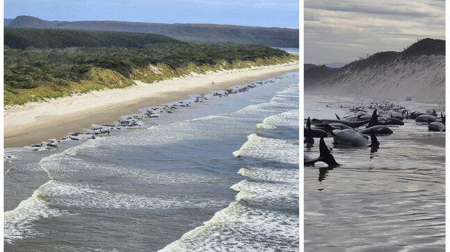 Vào ngày 21/9, Sở Tài nguyên bang Tasmania thông tin khoảng 230 con cá voi hoa tiêu đã mắc cạn tại Ocean Beach, gần lối vào cảng Macquarie.