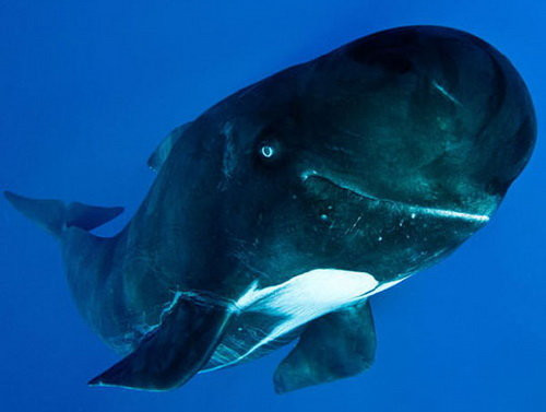 Cá voi hoa tiêu vây dài có chân chèo tương đối dài và chủ yếu phân bố ở các vùng nước lạnh của Bắc Đại Tây Dương, Nam Đại Dương. Trong khi đó, cá voi hoa tiêu vây ngắn có chân chèo ngắn hơn và chủ yếu sống ở vùng biển nhiệt đới và cận nhiệt đới ấm áp.