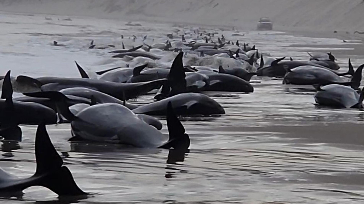 Theo Sở Tài nguyên bang Tasmania, chỉ khoảng một nửa số cá voi hoa tiêu mắc cạn còn sống. Dù người dân địa phương thực hiện nhiều cách nhằm cứu lấy những con cá voi mắc cạn bằng cách phủ chăn và xối nước lên cơ thể chúng nhưng nhiều con vẫn chết.