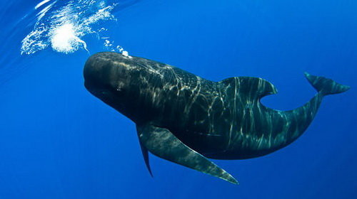 Cá thể cá voi hoa tiêu đực thường mảnh dẻ hơn so với con cái. Khi trưởng thành, mỗi cá thể nặng khoảng 2,5 - 3 tấn, chiều dài khoảng 5 - 7m. Chúng thường có màu đen hoặc xám đậm.