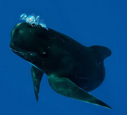 Mặc dù không ăn động vật có vú ở biển nhưng cá voi hoa tiêu thường tấn công những loài cá voi khác, đặc biệt là cá nhà táng.