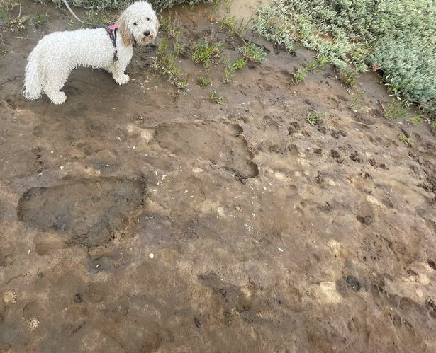 Quái thú bí ẩn trên có chiều cao khoảng 4,5m. Người dân còn phát hiện một số dấu chân khổng lồ trên bãi biển được cho là của sinh vật khổng lồ.