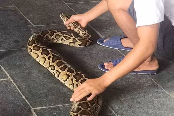 Trăn gấm được các chuyên gia đánh giá là một trong những loài động vật nguy hiểm nhất thế giới. Mặc dù không có nọc độc nhưng loài trăn này có thể dễ dàng nuốt chửng một con bê hay cừu. Thậm chí, trăn gấm có thể tấn công con người khi cảm thấy bị đe dọa. Ảnh: Vietnamnet.