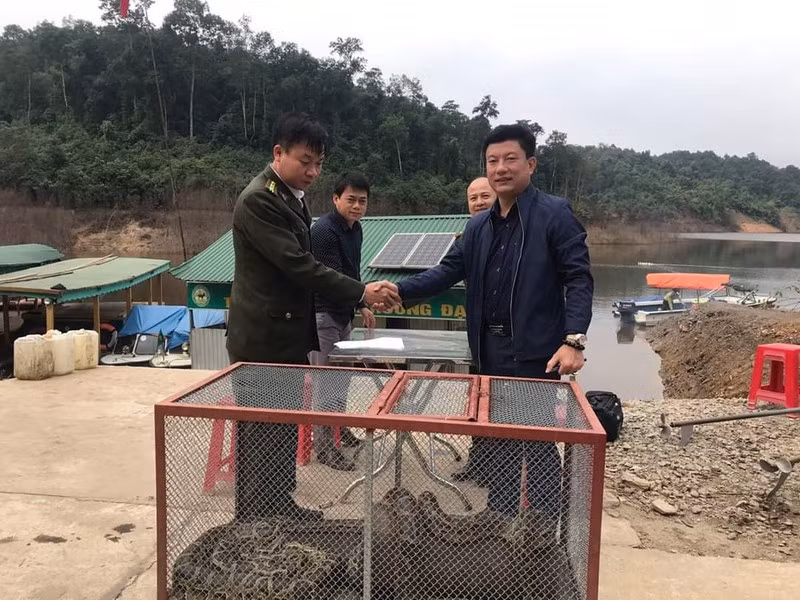 Do có tên trong sách đỏ Việt Nam nên trăn gấm thuộc nhóm động vật nghiêm cấm khai thác và sử dụng. Ảnh: VOV.