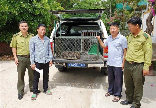Môi trường sinh sống của trăn gấm là rừng thưa, gần các sông suối. Chúng dành phần lớn thời gian trên cây. Loài này có khả năng bơi lội rất giỏi, chủ yếu hoạt động về đêm. Ảnh: TTXVN.