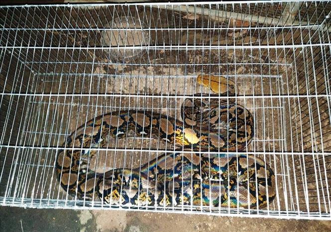 Trăn gấm có thể leo cây và cuốn mình vào những cành cây chìa ra trên mặt nước rồi chờ con mồi ngang qua để tấn công. Ảnh: TTXVN.