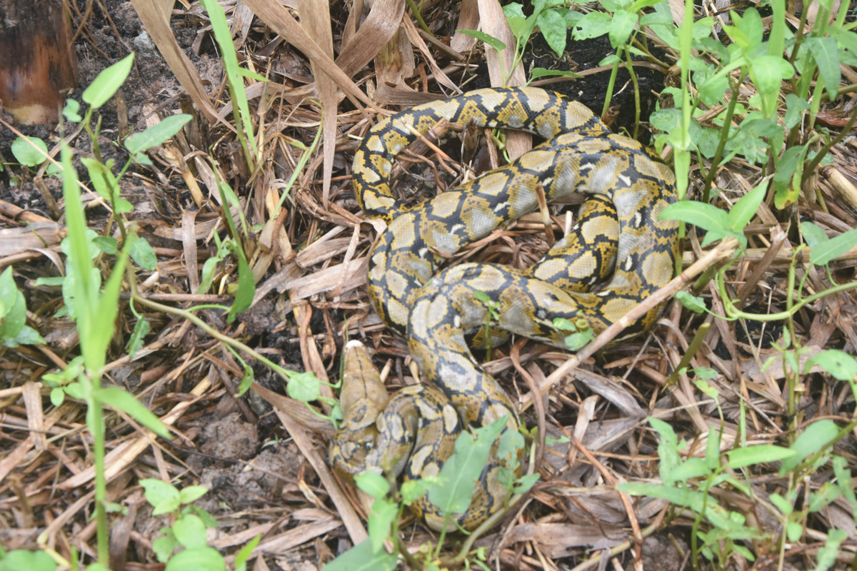 Khi trưởng thành, trăn gấm có thể dài tơi 6 - 7 m, đầu dài, nhỏ, màu vàng nhạt hoặc nâu. Trên thân và đuôi có các đường xám đen nối với nhau tạo thành dạng mắt dưới nổi trên nền màu vàng nâu. Ảnh: vuonqgumh.camau.gov.vn.