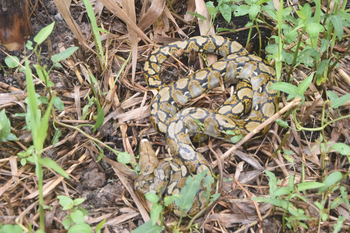 Khi trưởng thành, trăn gấm có thể dài tơi 6 - 7 m, đầu dài, nhỏ, màu vàng nhạt hoặc nâu. Trên thân và đuôi có các đường xám đen nối với nhau tạo thành dạng mắt dưới nổi trên nền màu vàng nâu. Ảnh: vuonqgumh.camau.gov.vn.