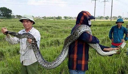 Trăn gấm có tên khoa học là Python reticulatus. Loài trăn này thuộc nhóm IIB trong danh mục động vật rừng nguy cấp quý hiếm. Ảnh: VTC.