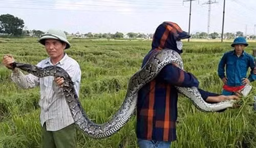 Trăn gấm có tên khoa học là Python reticulatus. Loài trăn này thuộc nhóm IIB trong danh mục động vật rừng nguy cấp quý hiếm. Ảnh: VTC.
