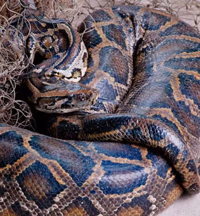 Tại Việt Nam, trăn gấm phân bố ở các tỉnh thành: Đà Nẵng, Kon Tum, Gia Lai, Đăk Lăk, Bình Định... Ảnh: Báo Đất Việt.