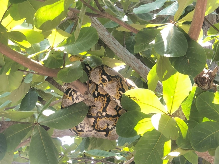 Ban giám hiệu nhà trường đã liên hệ đến Chi cục Kiểm lâm TP.HCM để bàn giao con trăn gấm. Quá trình bàn giao diễn ra vào chiều cùng ngày. Sau đó, Chi cục Kiểm lâm TP.HCM sau đó đã giao con trăn cho Trạm cứu hộ động vật hoang dã ở Củ Chi chăm sóc trước khi thả về tự nhiên. Ảnh: VTC.