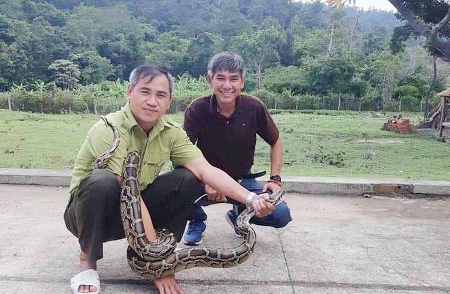 Thức ăn yêu thích của trăn gấm gồm các loài thú và chim, cầy hương, cầy mực, các loài linh trưởng. Ảnh: Baogialai.