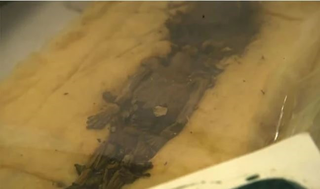 Một số người hoài nghi 2 thai nhi này có thể là con của Tutankhamun. Mẹ của 2 đứa trẻ này có thể là Ankhesenamun, người vợ duy nhất được biết đến của vị vua trẻ tuổi. Ankhesenamun là con gái của Nefertiti - nữ hoàng Ai Cập nối tiếng bởi sắc đẹp nghiêng nước nghiêng thành.