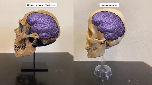 Vào khoảng 300.000 năm trước, người Homo sapiens (tổ tiên của người hiện đại) xuất hiện lần đầu trên Trái đất. Vào thời điểm đó, người Homo sapiens - "anh em" của người Neanderthals - là một trong khoảng 9 loài người sơ khai còn sống vào thời điểm đó.