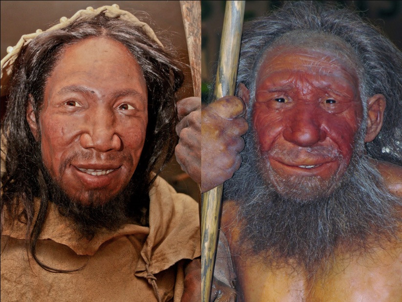 Đặc biệt, người Neanderthals có hộp sọ to hơn cả Homo sapiens vì có một bộ não lớn. Thói quen ăn nhiều tinh bột đã góp phần thúc đẩy bộ não của người Neanderthals phát triển một cách nhanh chóng, tăng gấp đôi kích thước chỉ trong 200.000 năm.