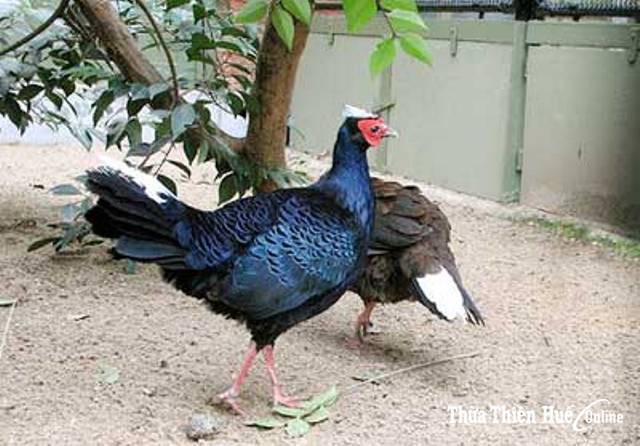 Dự án do Vườn thú Berlin (Đức) và Quỹ Bảo tồn thiên nhiên Keidaren (Nhật Bản) tài trợ với kinh phí 20.000 Euro và 4.070.000 JPI (tức hơn 1,1 tỷ đồng). Trung tâm Bảo tồn thiên nhiên Việt thuộc Liên hiệp các hội khoa học và kỹ thuật Việt Nam thực hiện dự án bảo tồn và bảo vệ gà lôi lam mào trắng từ tháng 9/2022 - 8/2023.