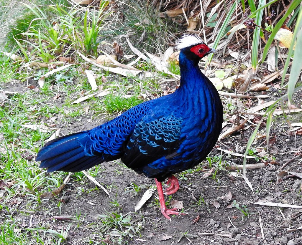 Từ năm 1923 - 1929, nhà khoa học Jean Delacour tổ chức 7 chuyến nghiên cứu ở Đông Dương và thu được 64 cá thể gà lôi lam mào trắng, trong đó 28 cá thể được vận chuyển sang Pháp. Sau đó, khoảng hơn 1.000 cá thể gà lôi lam mào trắng được nhân lên trong điều kiện nuôi nhốt. Mục đích của nhà tự nhiên học Jean Delacour khi đưa chúng về Pháp là để phục vụ mục đích nghiên cứu.