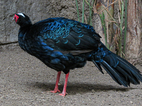 Gà lôi lam mào trắng lần đầu tiên được miêu tả tại Việt Nam là năm 1896. Khi ấy, 4 cá thể gà lôi lam mào trắng do các nhà truyền giáo Pháp thu được tại Quảng Trị (mẫu tại Bảo tàng Lịch sử tự nhiên Quốc gia, Paris, Pháp).