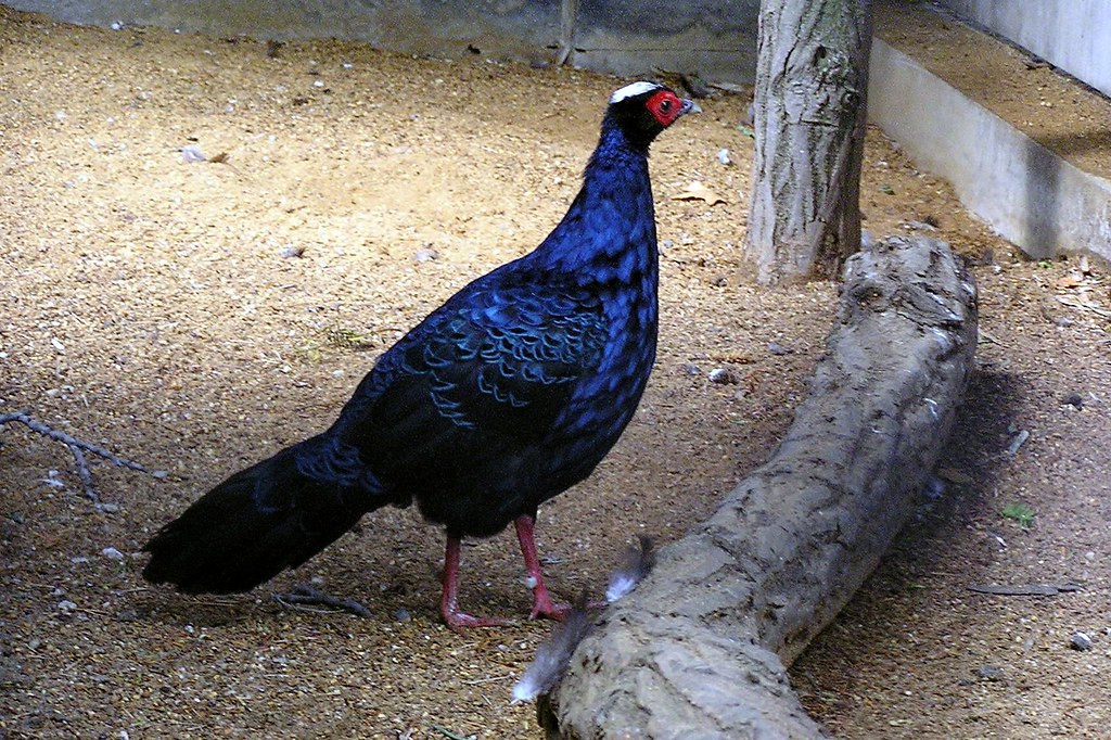 Gà lôi lam mào trắng là loài duy nhất trong 3 phân loài gà lôi lam (gồm gà lôi lam mào trắng, gà lôi lam mào đen và gà lôi lam đuôi trắng) được công nhận và có tên trong sách đỏ của IUCN với mức "rất nguy cấp".
