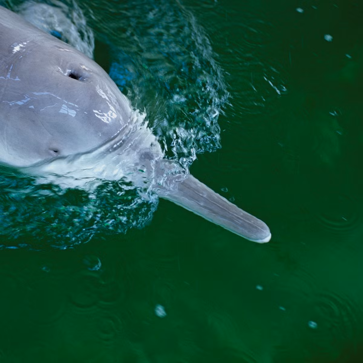 Nhiều chuyên gia khác cũng bày tỏ sự quan ngại rằng, một số loài động thực vật bản địa quý hiếm khác ở sông Dương Tử có thể đối diện nguy cơ tuyệt chủng giống "nữ thần sông Dương Tử" trong bối cảnh tình hình biến đổi khí hậu ngày càng trầm trọng, có ảnh hưởng tiêu cực đến sông Dương Tử - con sông dài nhất châu Á.