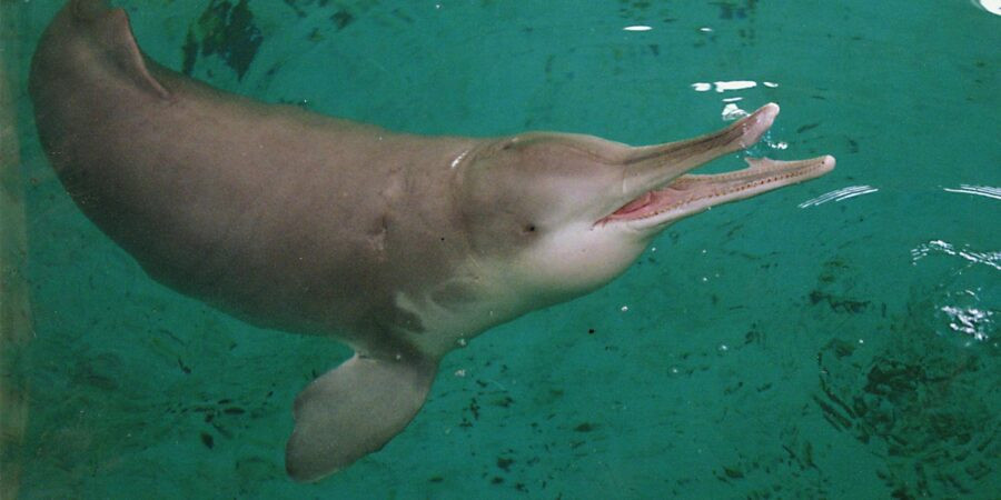 Lượng mưa được ghi nhận kể từ tháng 7/2022 ở dưới mức trung bình khiến mực nước sông Dương Tử giảm xuống mức thấp kỷ lục: 50% so với mức bình thường vào thời điểm này trong năm.