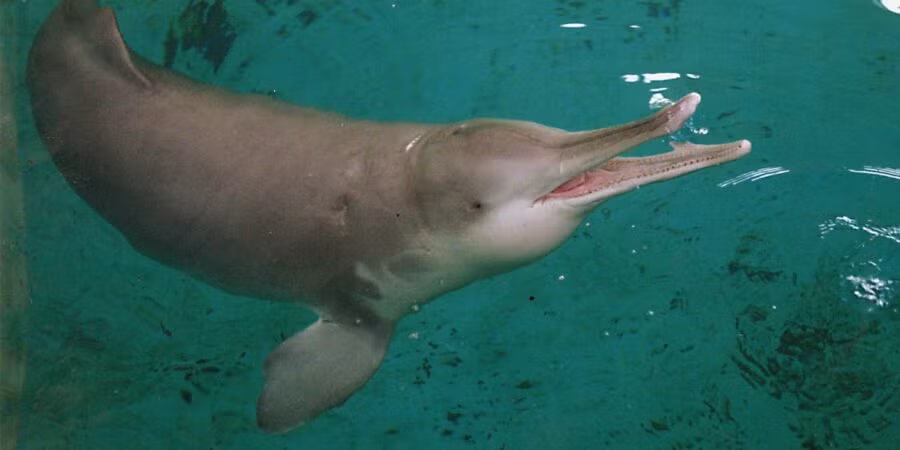 Lượng mưa được ghi nhận kể từ tháng 7/2022 ở dưới mức trung bình khiến mực nước sông Dương Tử giảm xuống mức thấp kỷ lục: 50% so với mức bình thường vào thời điểm này trong năm.