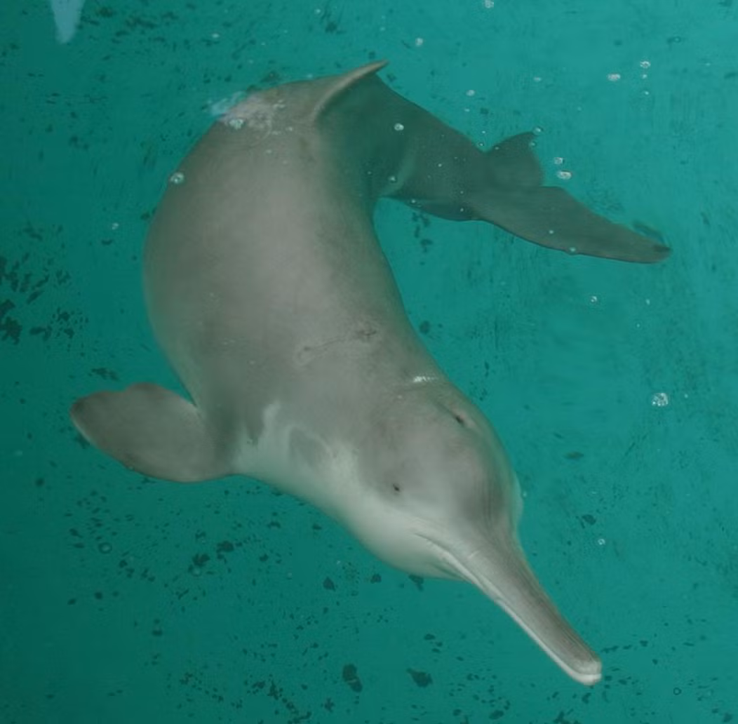 Vị thần cai quản sông Dương Tử cảm thương cho số phận của công chúa nên cho nàng tái sinh thành một con cá heo. Vì vậy, về sau, người dân ưu ái gọi loài cá này là "nữ thần sông Dương Tử". Sau nhiều thế kỷ tồn tại, "nữ thần sông Dương Tử" biến mất. Cá heo sông Dương Tử chính thức được tuyên bố tuyệt chủng vào năm 2006.