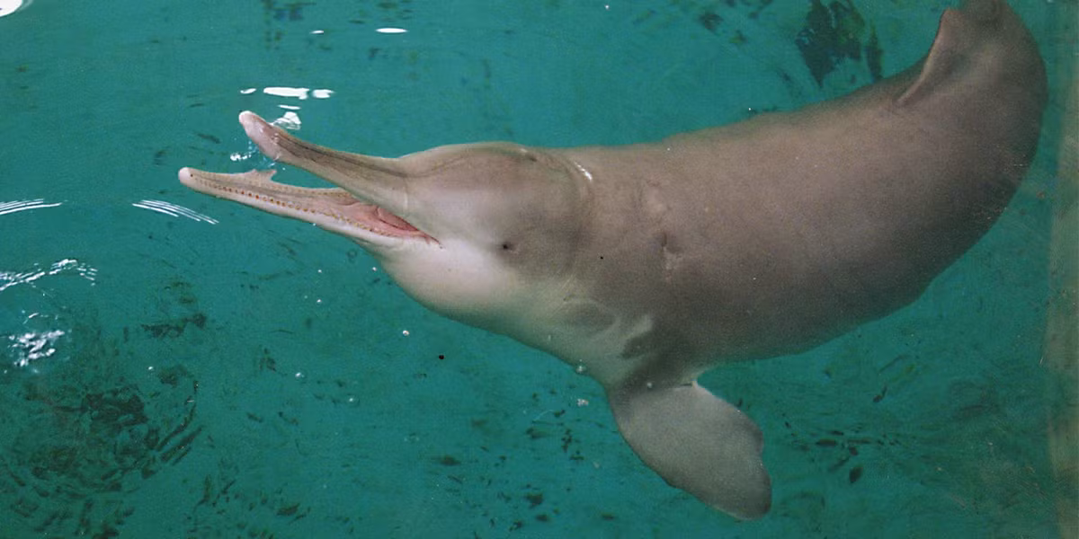 Sông Dương Tử là một trong những dòng sông lớn và nổi tiếng của Trung Quốc. Dòng sông này có nhiều loài vật đặc trưng như cá heo sông Dương Tử, cá mái chèo, cá heo không vây, cá tầm... Trong số này, cá heo sông Dương Tử còn gọi " nữ thần sông Dương Tử" chính thức được tuyên bố tuyệt chủng vào năm 2006.